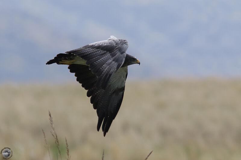 Black-chested Buzzard-Eagleadult, Flight