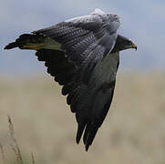 Black-chested Buzzard-Eagle