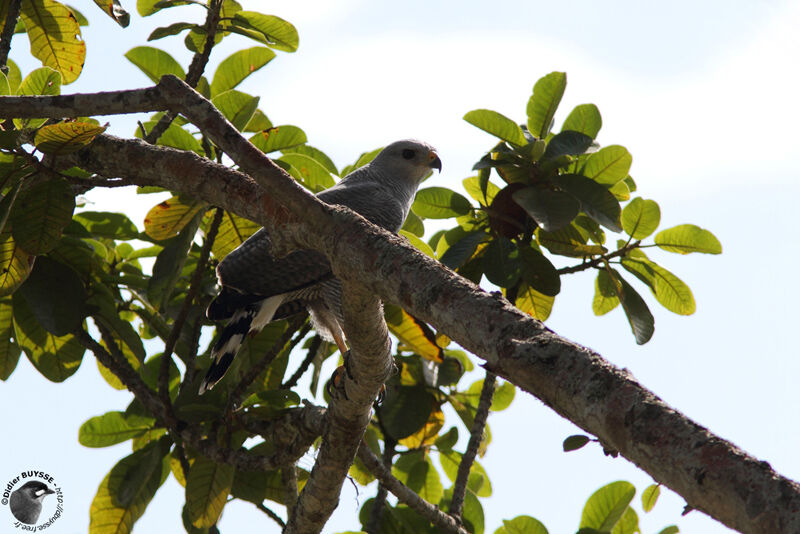 Grey-lined Hawkadult, identification