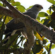 Grey-lined Hawk