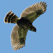 White-rumped Hawk