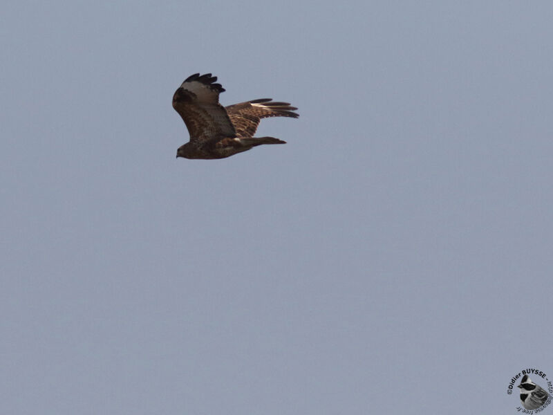 Eastern Buzzardadult, Flight