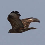 Eastern Buzzard