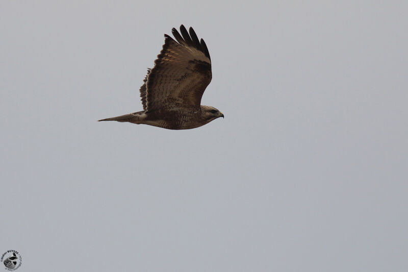 Eastern Buzzardadult, Flight