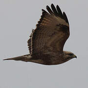 Eastern Buzzard