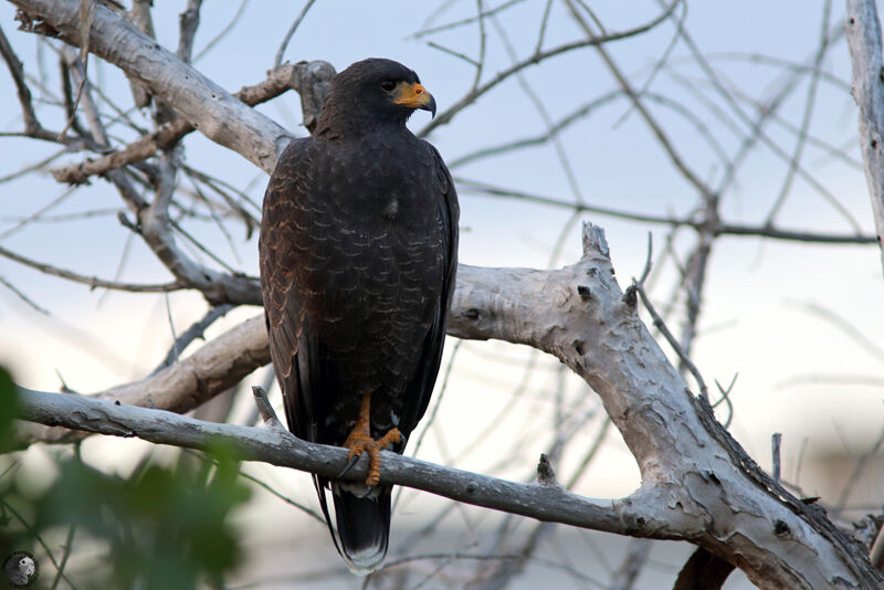 Cuban Black Hawkadult, identification