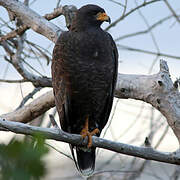 Cuban Black Hawk