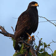 Cuban Black Hawk