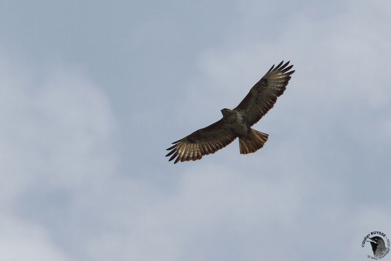 Long-legged Buzzardadult, Flight