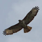 Long-legged Buzzard