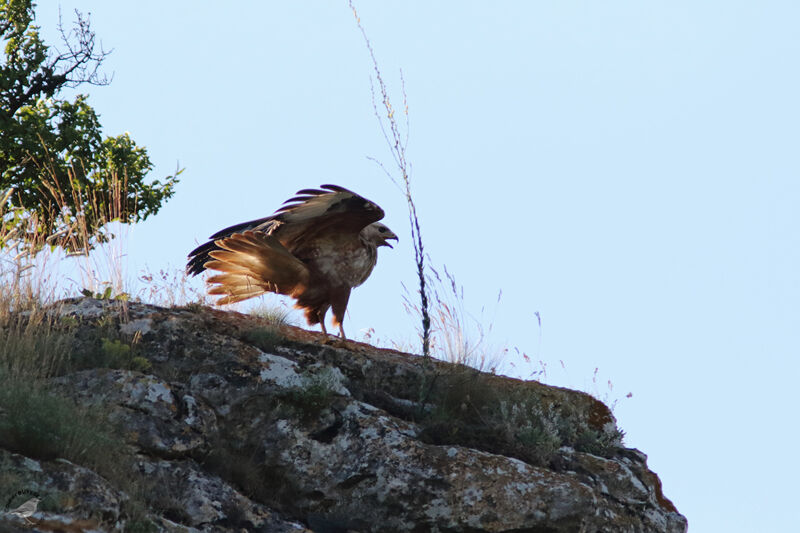 Long-legged Buzzardadult, identification