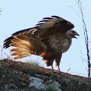 Long-legged Buzzard