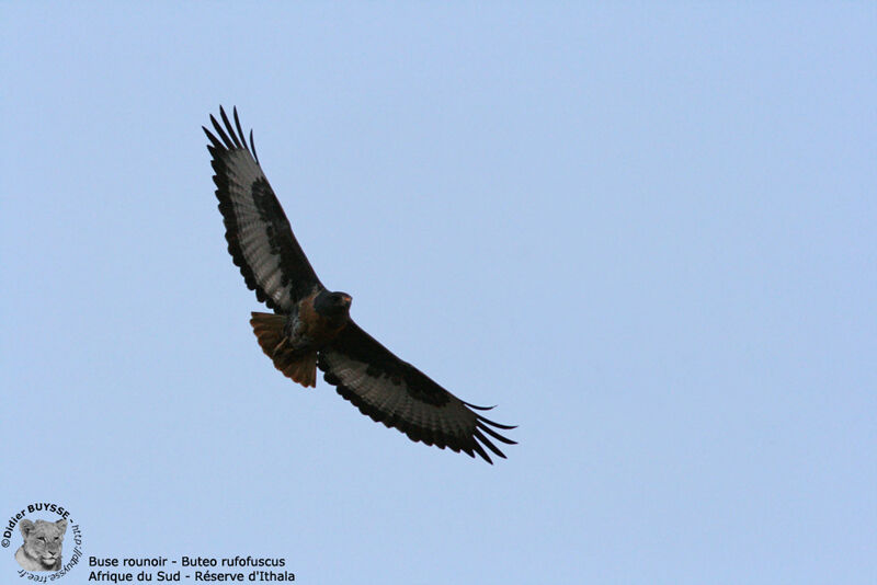 Jackal Buzzard