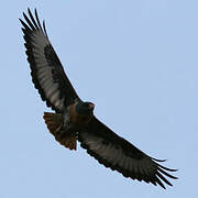 Jackal Buzzard