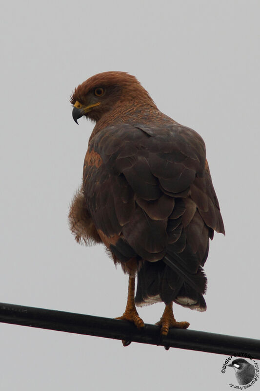 Savanna Hawkadult, identification