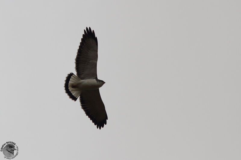 Variable Hawkadult, Flight