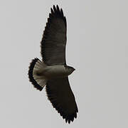 Variable Hawk