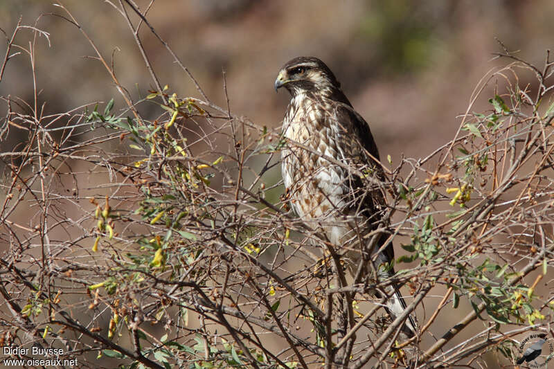 Buse tricoloreimmature, identification