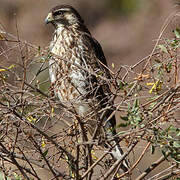 Variable Hawk