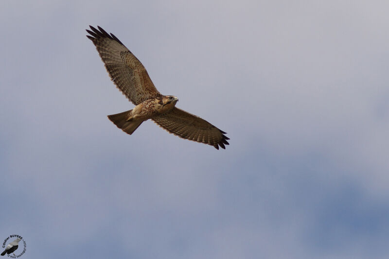 Variable Hawkimmature, Flight