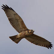 Variable Hawk