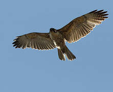 Variable Hawk