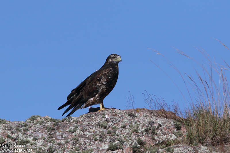 Buse tricoloreimmature, identification