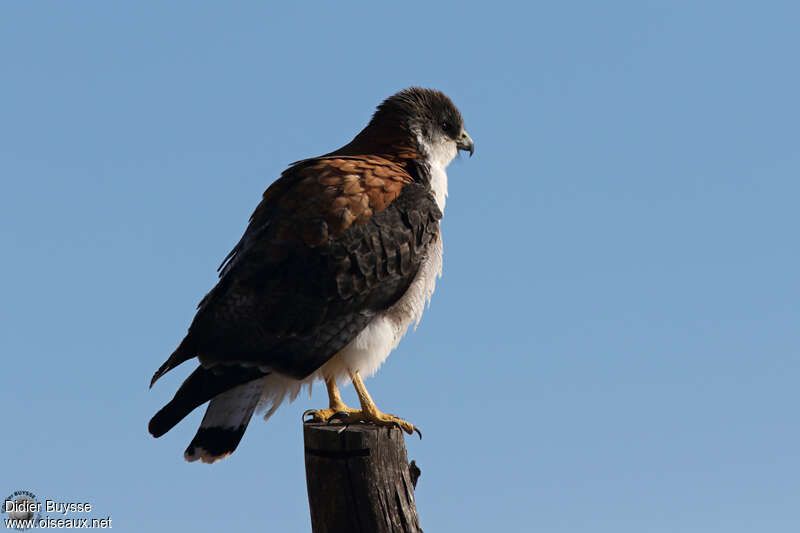 Variable Hawkadult, identification