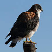 Variable Hawk