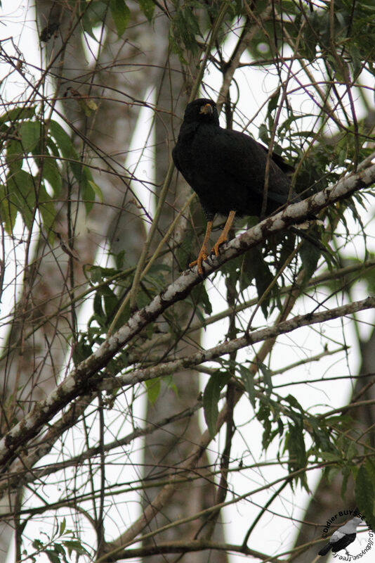 Buse urubuadulte, identification