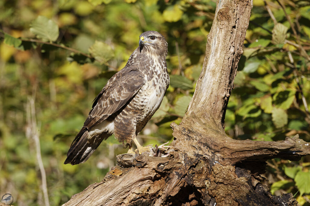 Buse variable