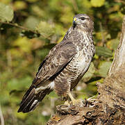 Common Buzzard