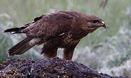 Buse variable