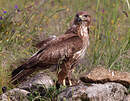 Buse variable