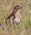 Buse variable