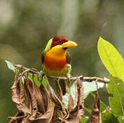 Lemon-throated Barbet