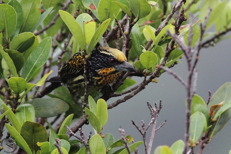 Gilded Barbet female adult, identification, feeding habits