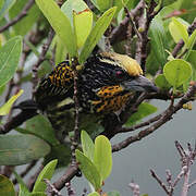 Gilded Barbet