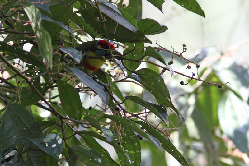 Versicolored Barbet male adult