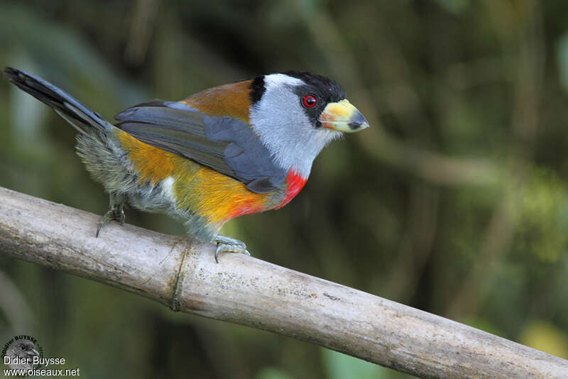 Cabézon toucanadulte nuptial, composition