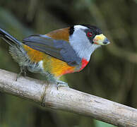 Toucan Barbet