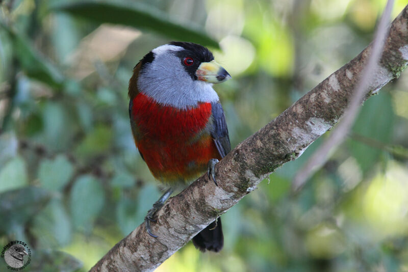 Toucan Barbetadult, identification