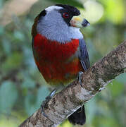 Toucan Barbet