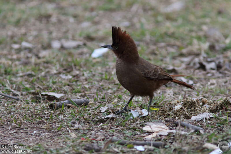 Brown Cacholoteadult, identification