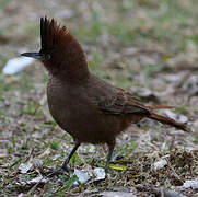 Brown Cacholote