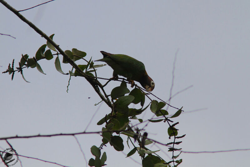 Brown-hooded Parrotadult, identification