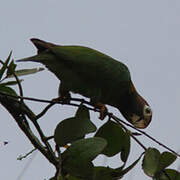 Brown-hooded Parrot