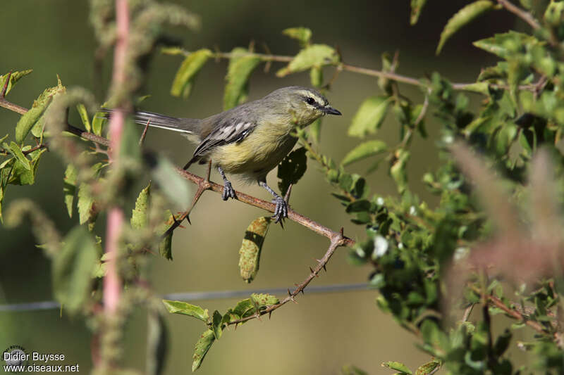 Greater Wagtail-Tyrantadult, identification