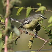 Greater Wagtail-Tyrant