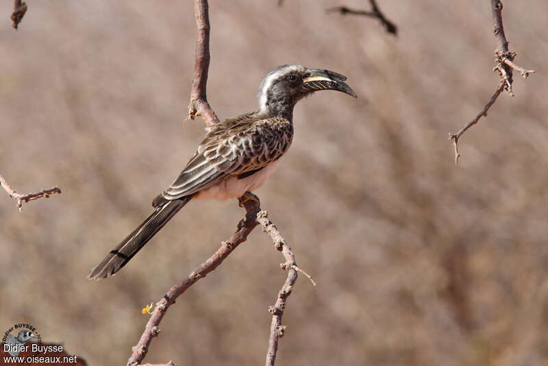 African Grey Hornbill male adult, identification